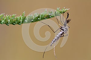 Mosquito chironomidae resting on the grass.