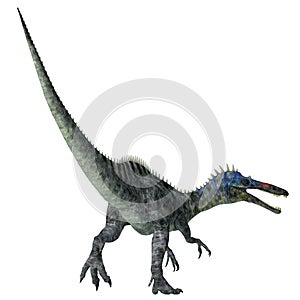 Suchomimus Dinosaur Tail