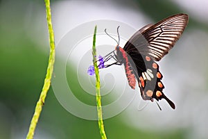 Suck honey swallowtail Butterfly