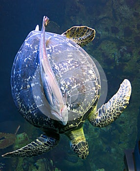 Suckerfish on a green turtle