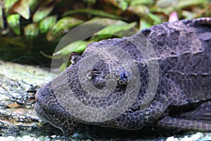Suckermouth catfish