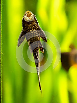 Suckermouth catfish or common pleco Hypostomus plecostomus eating on the aquarium glass with blurred background