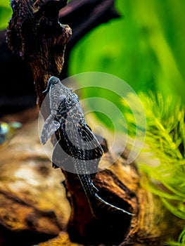 Suckermouth catfish or common pleco Hypostomus plecostomus isolated in a fish tank with blurred background