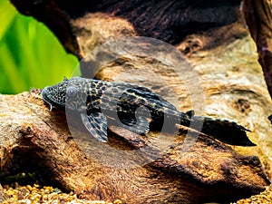 Suckermouth catfish or common pleco Hypostomus plecostomus isolated in a fish tank with blurred background photo