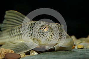 Suckermouth catfish