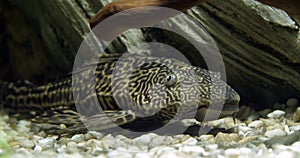 Suckermouth Catfish, hypostomus plecostomus, Freshwater Aquarium Fish