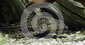 Suckermouth catfish, hypostomus plecostomus, freshwater aquarium fish, slow motion