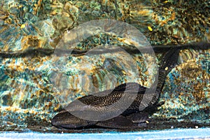 Suckermouth catfish in MalÃ©