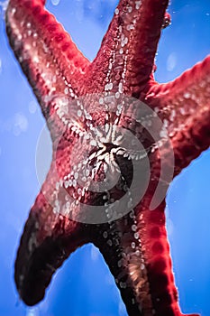 Suckers of a starfish close-up