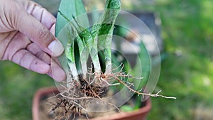 suckersSnake plant leaf propagation result. Gardener holding a sensaveria leaf with their suckers or new offspring. selective