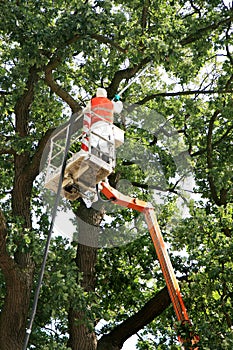 Sucking away the Oak Processionary