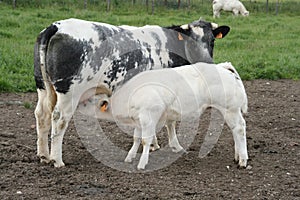 Sucking calve photo