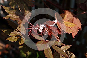 Sucking insect on plant, mealy bug