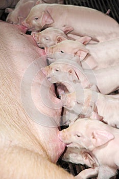 The sucking piglets.