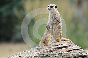 Sucking suricate