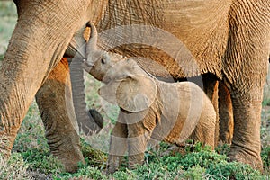 Suckling Baby African Elephant photo