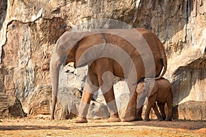 Suckling baby African Elephant with mum.