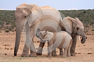 Suckling Baby Elephant