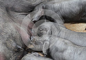 Suckling Black Iberian Piglets