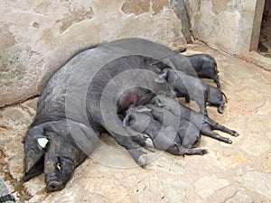 Suckling Black Iberian Piglets (Cerdo negro, Porc Negre)