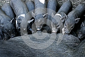 Suckling Black Iberian Piglets photo