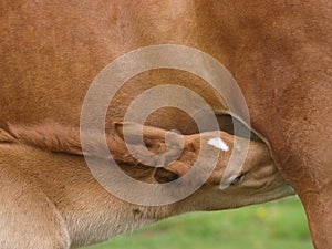 Suckling Foal