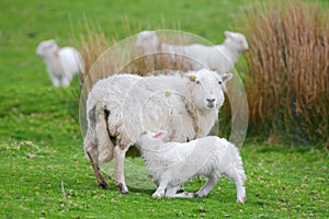 Suckling lamb
