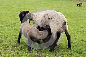 Suckling lambs