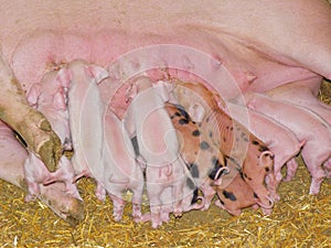 Suckling newborn piglets