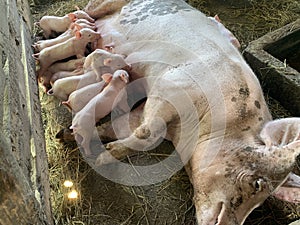 Suckling piglets with sow in farm