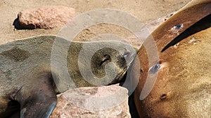 Suckling seal cub