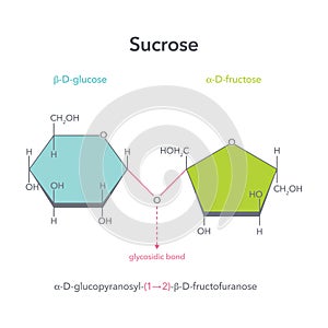 Sucrose disaccharide table sugar vector illustration structure diagram