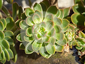 Suculent Echeveria close up in a planter photo