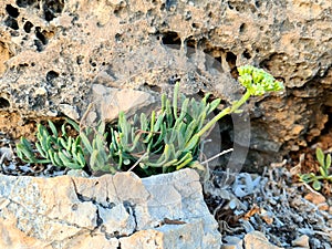 Suculent Flower Growing in a Wall in a Sunset Light