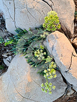 Suculent Flower Growing in a Wall in a Sunset Light