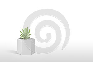 Suculent plant isolated on white background photo