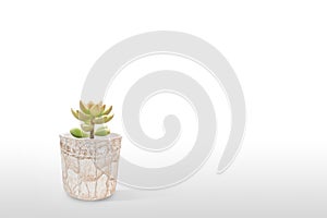 Suculent plant isolated on white background photo