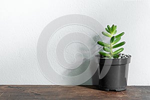 Suculent plant  in vase pot isolated on white background