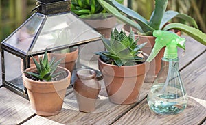 suculent plants in flower pots with a mini greenhouse
