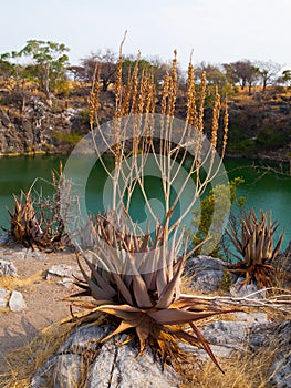 Suculent plants at Otjikoto lake photo