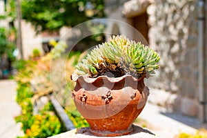 Suculent plants in rustical style pot, Mallorca photo