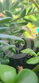 Suculenta green leaves photo