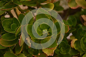 Suculenta close up in the garden photo