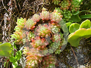 Selective focus of a succulent plant growing on the rocks in the medieval village of La Alberca, Spain photo