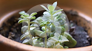 Suculenta. Succulent. photo