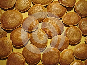 Sucupira seeds pattern on ocher background photo