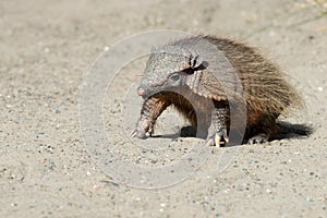 Sud America armadillo close up portrait