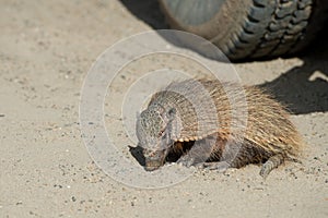 Sud America armadillo close up portrait