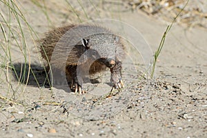 Sud America armadillo close up portrait