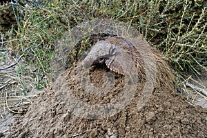 Sud America armadillo close up portrait